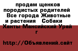 продам щенков породистых родителей - Все города Животные и растения » Собаки   . Ханты-Мансийский,Урай г.